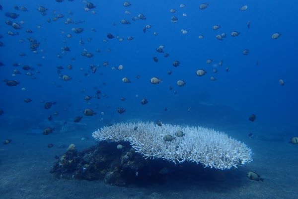 BREAKING: Global coral bleaching event confirmed by NOAA: severe impact on Coral Reef Communities