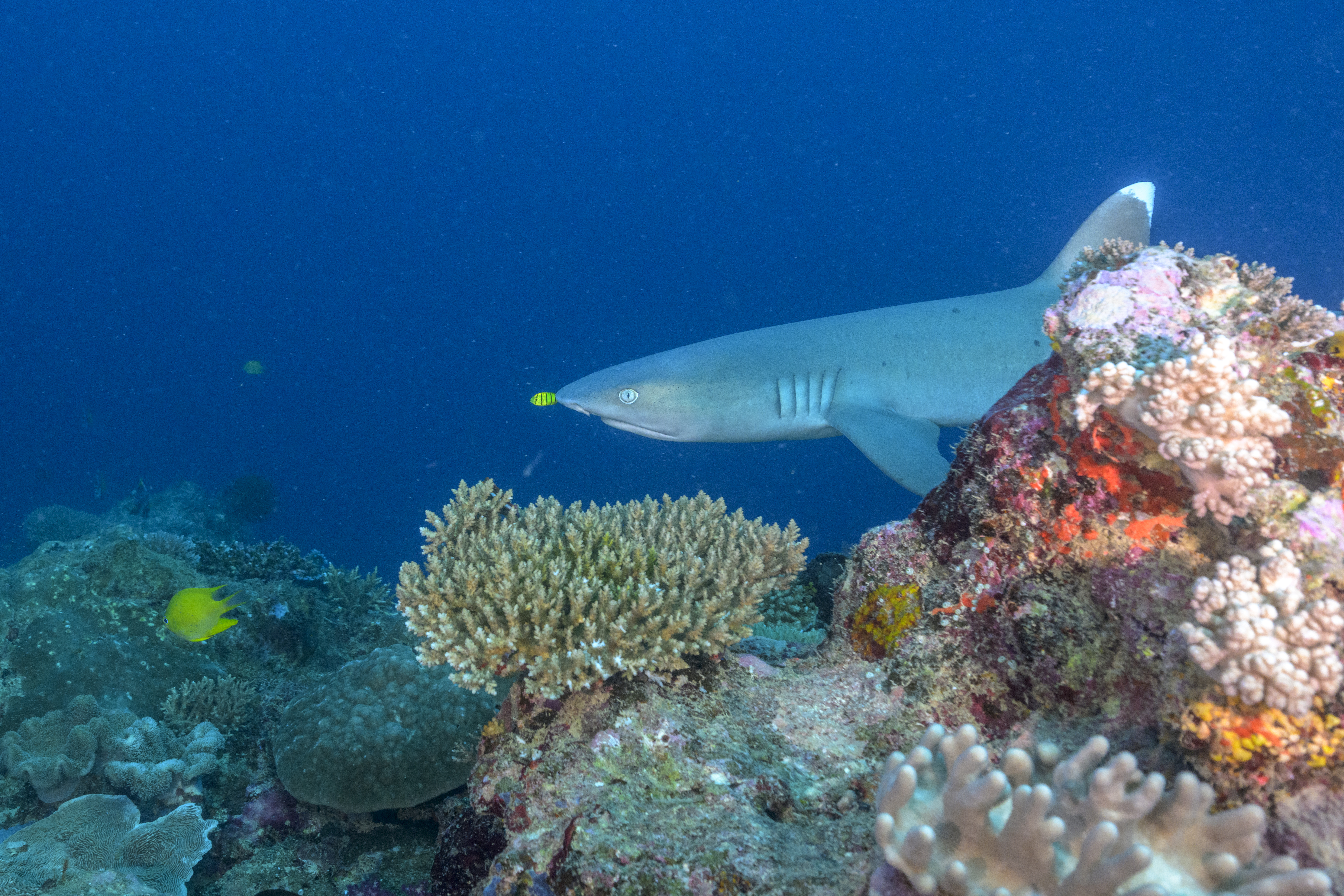 Refuge Reefs Offer Resilient Hope Amid Climate Tipping Points: New Science and Local Action Drive Coral Reef Recovery